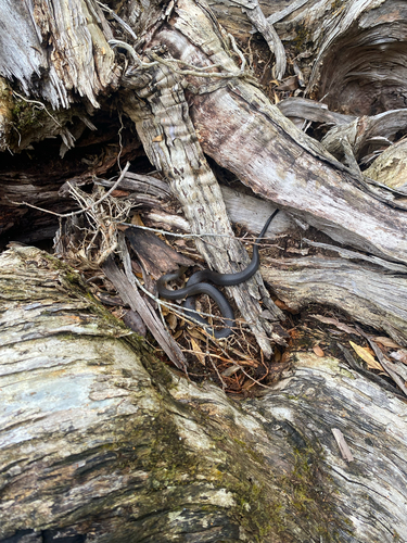 Marsh Snake sighting