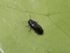 Maoraxia eremita