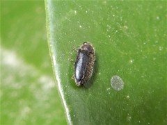Maoraxia eremita