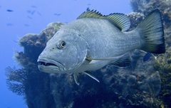 Cubera Snapper photo 3