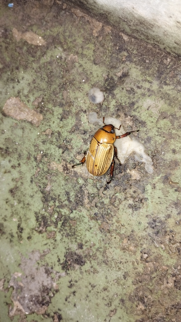 Pelidnota strigosa