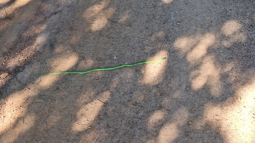 Green Water Snake