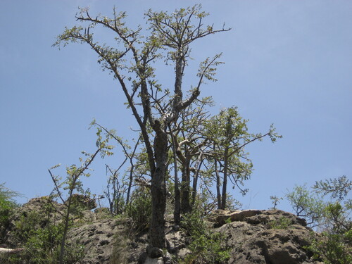 Frankincense Tree