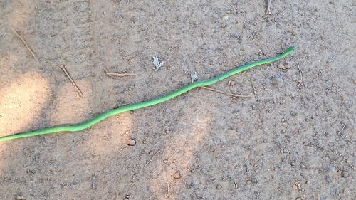Green Water Snake