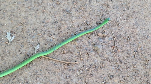 Green Water Snake