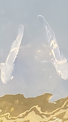 Astronotus ocellatus