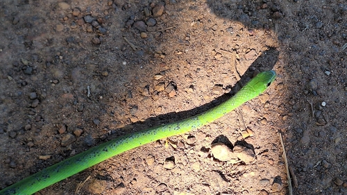 Green Water Snake