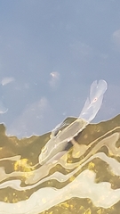 Astronotus ocellatus