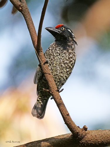 Banded Barbet