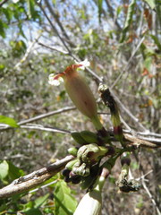Ipomoea bombycina