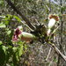 Ipomoea bombycina - Photo (c) leonardoac, μερικά δικαιώματα διατηρούνται (CC BY-NC), uploaded by leonardoac
