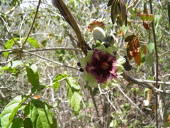 Ipomoea bombycina