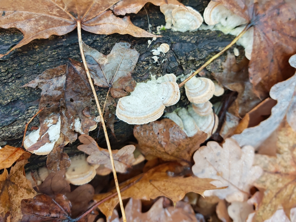 Trametes hirsuta · November 2025 · photo: © p_andrey (iNaturalist, cc-by-nc)