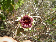 Ipomoea bombycina