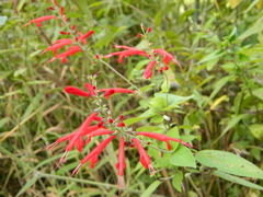 Salvia cinnabarina
