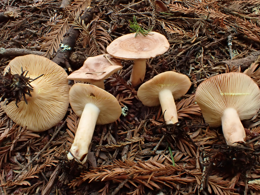 Lactarius xanthogalactus · November 2025 · photo: © reago (iNaturalist, cc-by)