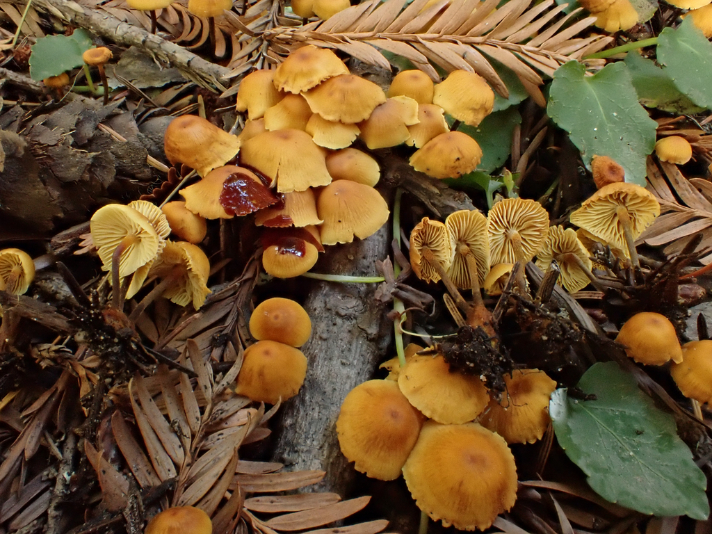 Xeromphalina cauticinalis · November 2025 · photo: © reago (iNaturalist, cc-by)