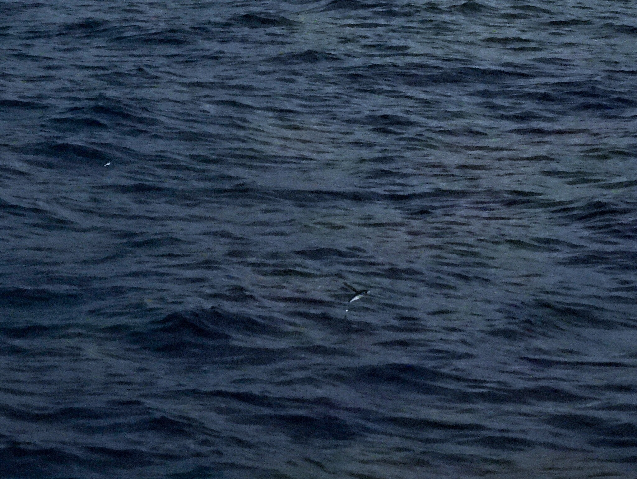 Darkbar Flyingfish photo 5