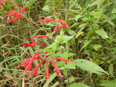 Salvia cinnabarina