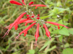 Salvia cinnabarina