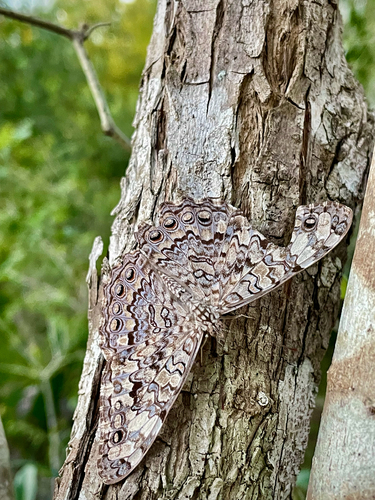 Mariposa Tronadora Gris