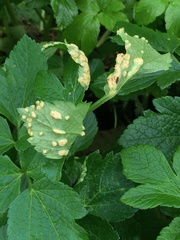 Puccinia smyrnii