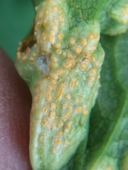Puccinia smyrnii