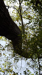 Tilia americana caroliniana