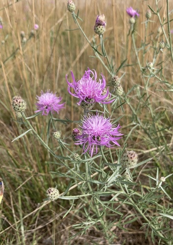 Centaurea stoebe