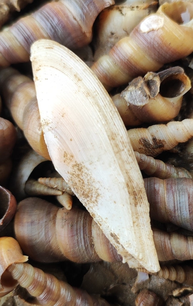 Dallitellina rostrata