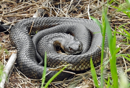 Tiger Snake sighting