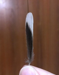 Curruca melanocephala