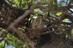 Otus senegalensis