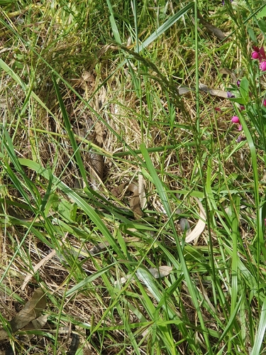 Eastern Brown Snake sighting