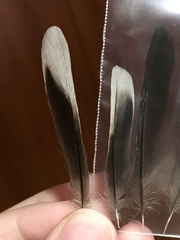 Curruca melanocephala