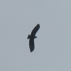 Buteo buteo