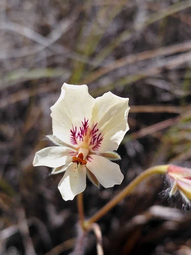 cliff pelargonium (Pelargonium articulatum)