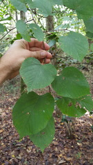 Tilia americana caroliniana