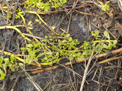Bacopa monnieri image