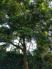 Jacaranda