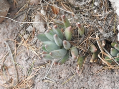 Pachyphytum hookeri
