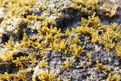 Splachnidium rugosum