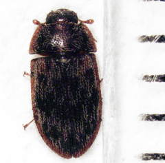 Neaspis variegata