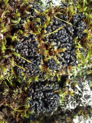 Staurolemma omphalarioides