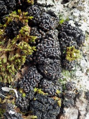 Staurolemma omphalarioides