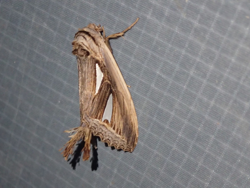 Tarsolepis