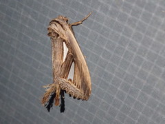 Tarsolepis splendida