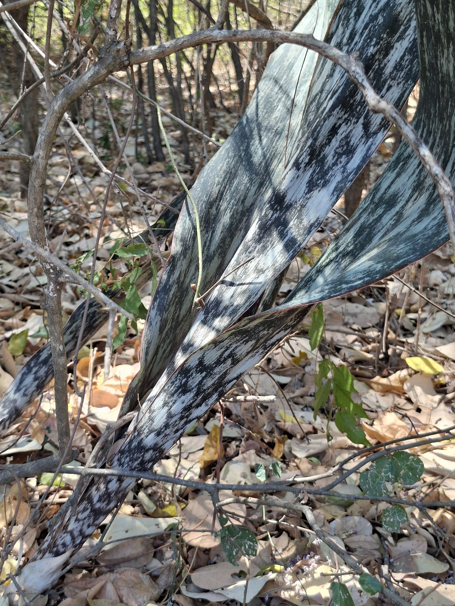 Dracaena zebra (Snake Plant, Banded Sansevieria)