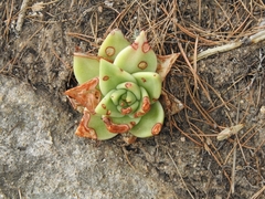 Echeveria agavoides
