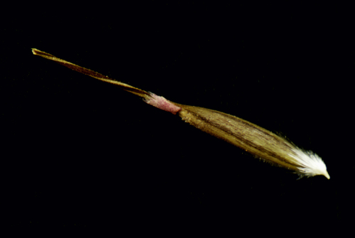 Nassella hyalina (Nassella hyalina)